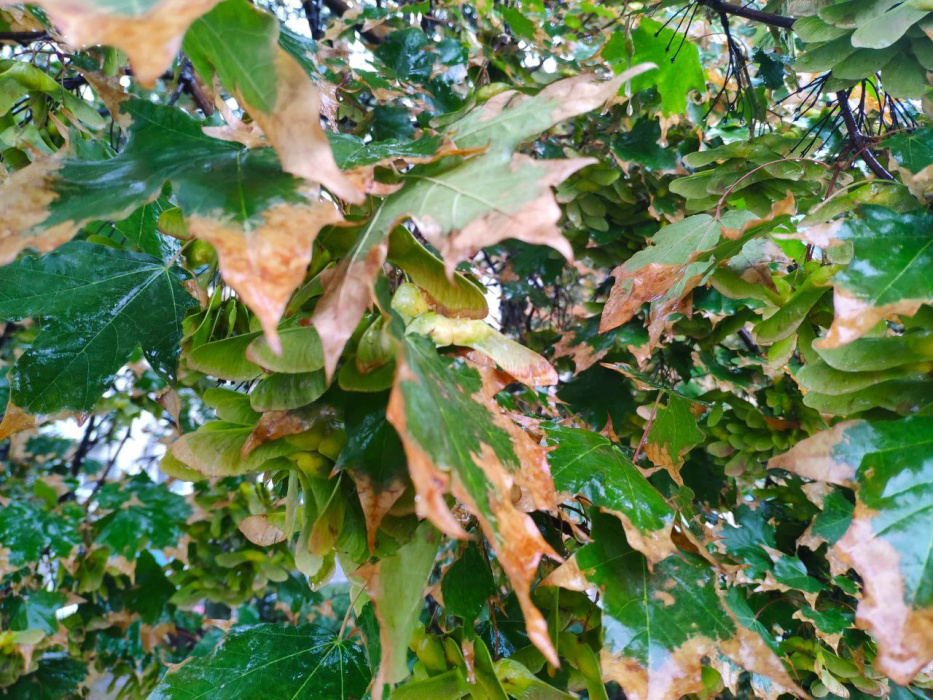 Татарстанда салкын көннәр саклана