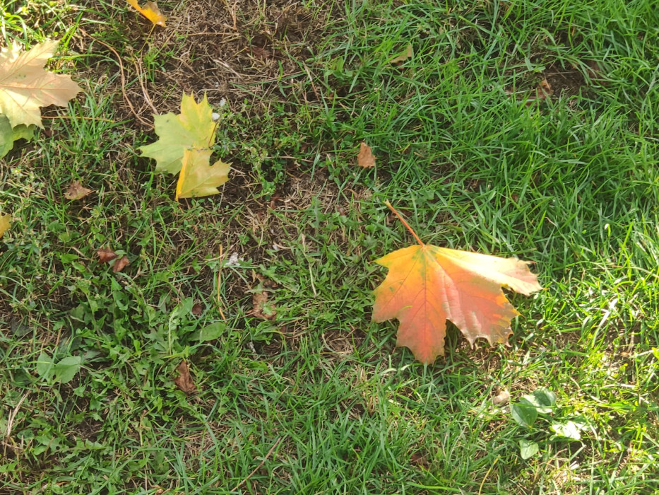 Иртәгә Татарстанда яңгырлар һәм көчле җил көтелә